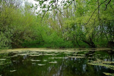 Nehir ve gölü olan güzel bir manzara.