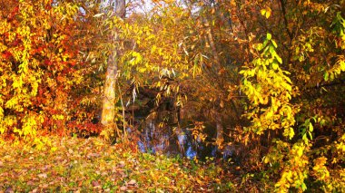 Ormanda sonbahar yaprakları