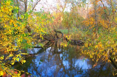 Ağaçlar ve yapraklarla dolu güzel sonbahar manzarası