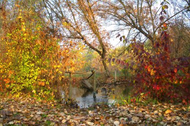 Güz ormanı manzarası güzel ağaçlar ve nehirlerle