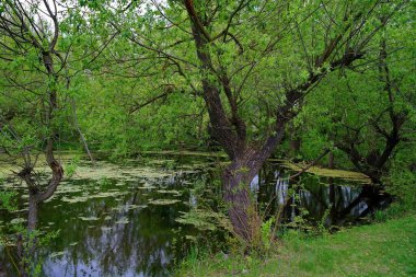 Ormandaki nehrin güzel manzarası
