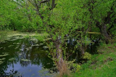 Ormandaki nehrin güzel manzarası