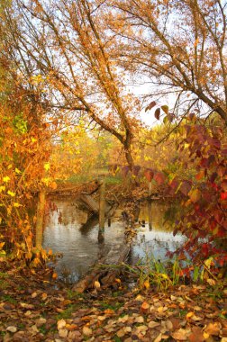 Güz ormanı manzarası güzel ağaçlar ve nehirlerle
