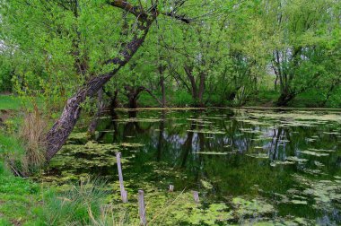 Nehir ve ağaçlarla dolu güzel bir manzara