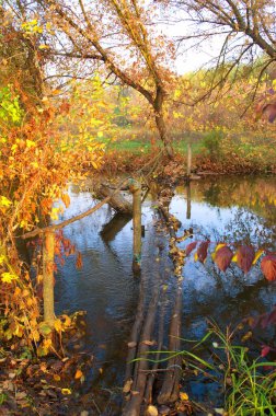 Güz ormanı manzarası güzel ağaçlar ve nehirlerle