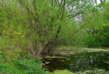 Ormanın güzel manzarası