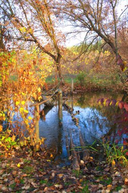 Güz ormanı manzarası güzel ağaçlar ve nehirlerle