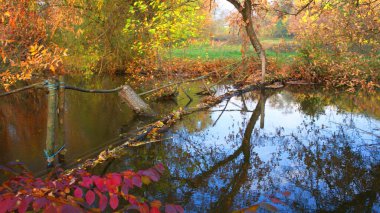 Güz ormanı manzarası güzel ağaçlar ve nehirlerle