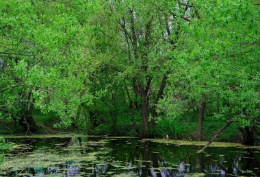 Ormanın güzel manzarası