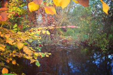 Sonbahar yaprakları, sonbahar bitkileri