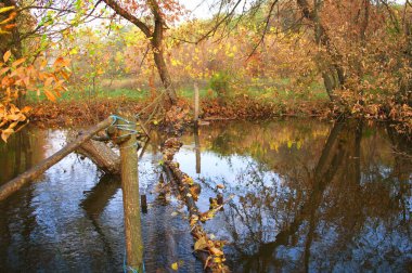 Güz ormanı manzarası güzel ağaçlar ve nehirlerle