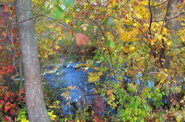 Güz ormanı manzarası güzel ağaçlar ve nehirlerle