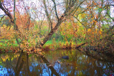Güz ormanı manzarası güzel ağaçlar ve nehirlerle