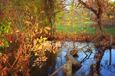 Güz ormanı manzarası güzel ağaçlar ve nehirlerle