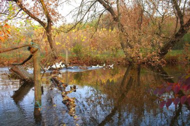 Güz ormanı manzarası güzel ağaçlar ve nehirlerle