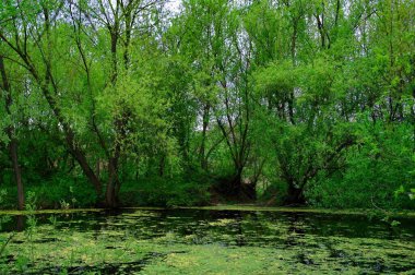 Parkın güzel manzarası