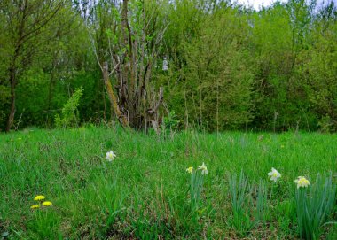 Küçük beyaz çiçekli bahar manzarası
