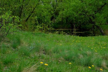 Ormanda küçük bir nehri olan güzel bir bahar manzarası