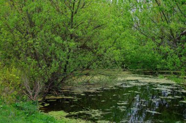 Ormanın güzel manzarası
