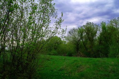 Ormanın güzel manzarası