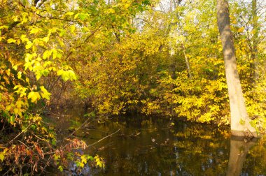 Güz ormanı manzarası güzel ağaçlar ve nehirlerle