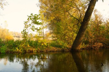 Güz ormanı manzarası güzel ağaçlar ve nehirlerle