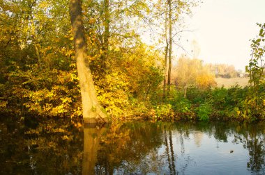 Güz ormanı manzarası güzel ağaçlar ve nehirlerle