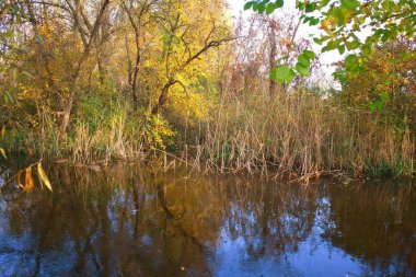 Güz ormanı manzarası güzel ağaçlar ve nehirlerle