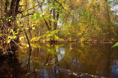 Güz ormanı manzarası güzel ağaçlar ve nehirlerle