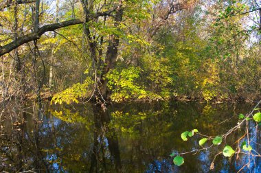 Doğanın güzel bir sahnesi.
