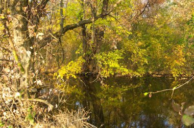 Güz ormanı manzarası güzel ağaçlar ve nehirlerle