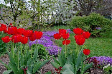 Bahçedeki güzel laleler 