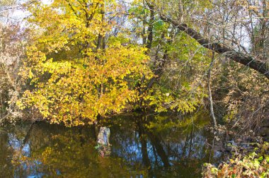 Güz ormanı manzarası güzel ağaçlar ve nehirlerle