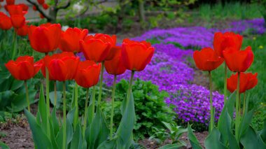 Bahçedeki güzel laleler 