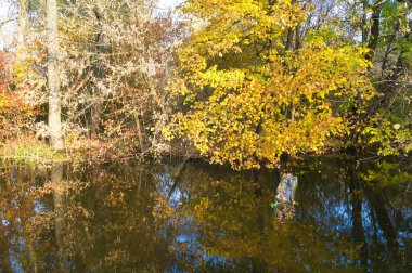 Güz ormanı manzarası güzel ağaçlar ve nehirlerle