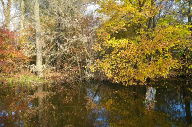 Güz ormanı manzarası güzel ağaçlar ve nehirlerle