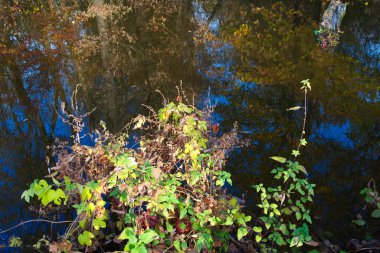 Sonbahar ormanlarında nehirli güzel bir manzara. 