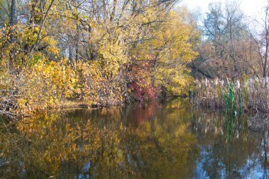 Güz ormanı manzarası güzel ağaçlar ve nehirlerle