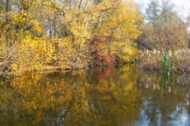 Güz ormanı manzarası güzel ağaçlar ve nehirlerle