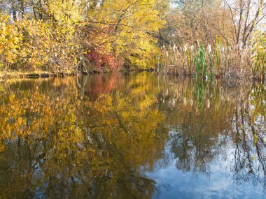 Güz ormanı manzarası güzel ağaçlar ve nehirlerle