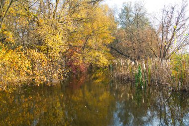 Güz ormanı manzarası güzel ağaçlar ve nehirlerle