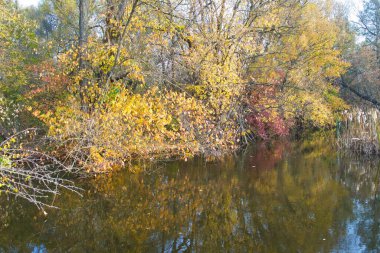 Güz ormanı manzarası güzel ağaçlar ve nehirlerle