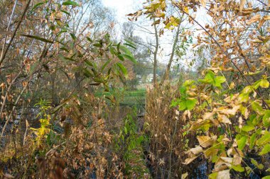 Doğanın güzel bir sahnesi.