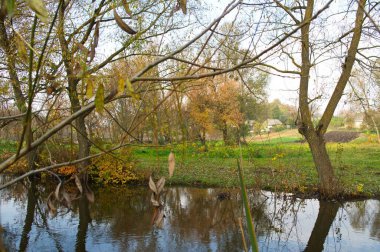 Güz ormanı manzarası güzel ağaçlar ve nehirlerle
