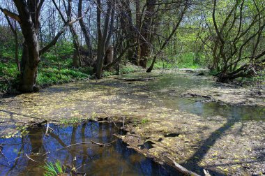 Doğanın güzel bir sahnesi.