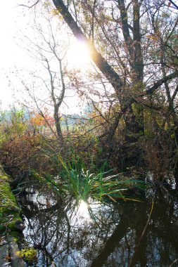 Doğanın güzel bir sahnesi.