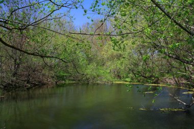 Doğanın güzel bir sahnesi.