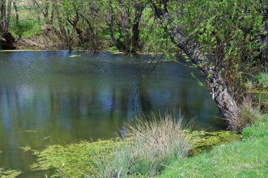 Doğanın güzel bir sahnesi.