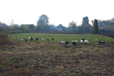 Doğanın güzel bir sahnesi.
