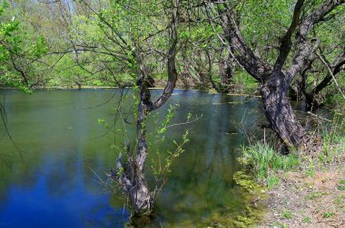 Doğanın güzel bir sahnesi.
